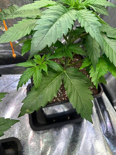 Growreport Bild 67