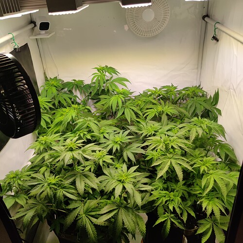 Growreport Bild 6