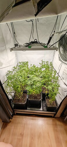Growreport Bild 1