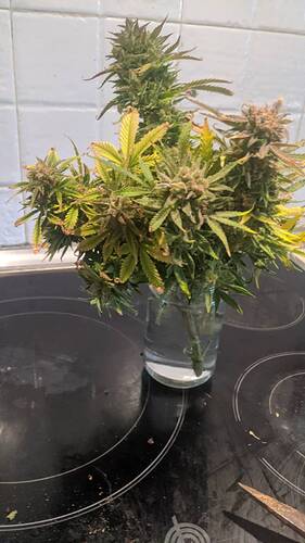 signal-2024-04-06-180138_002