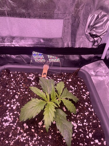 Growreport Bild 5