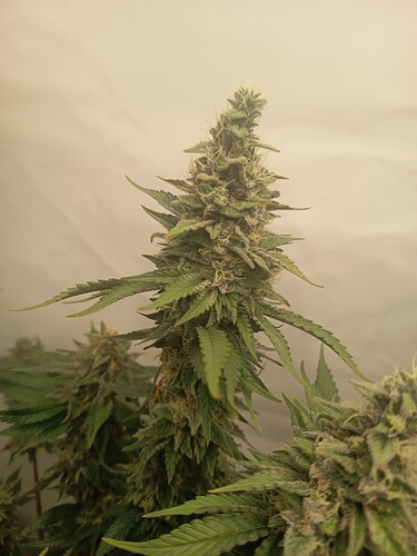 Growreport Bild 46