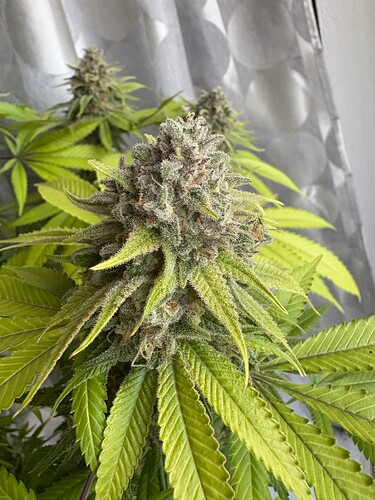 Growreport Bild 16