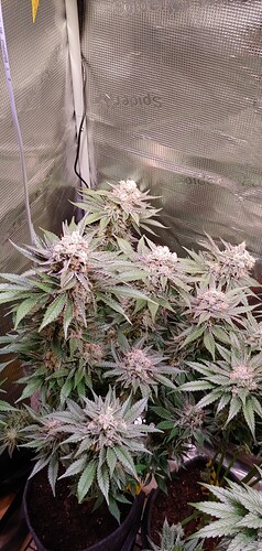 Growreport Bild 1