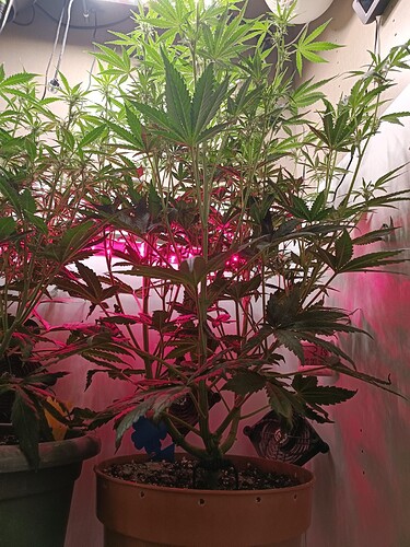 Growreport Bild 9