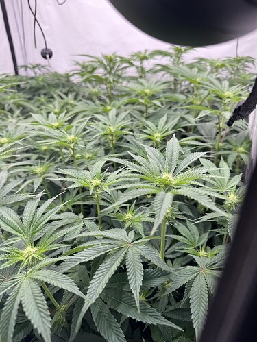 Growreport Bild 2