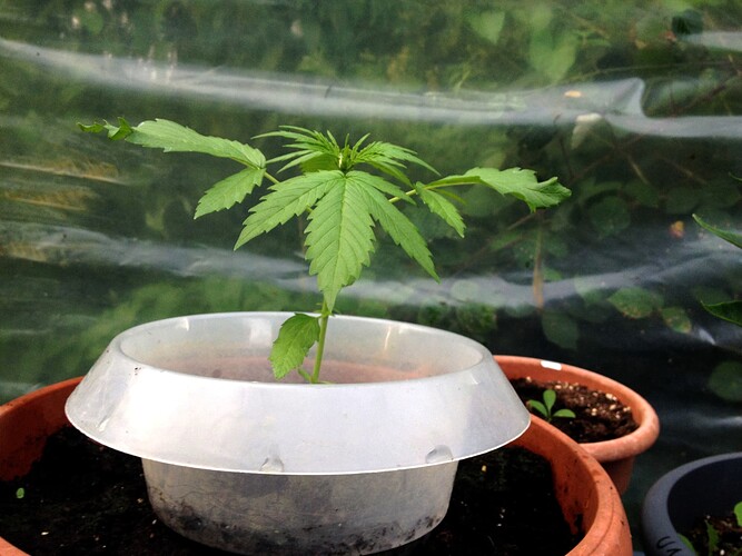 Growreport Bild 20