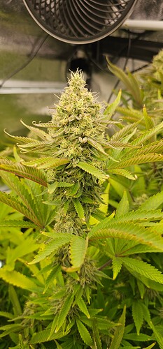 Growreport Bild 55