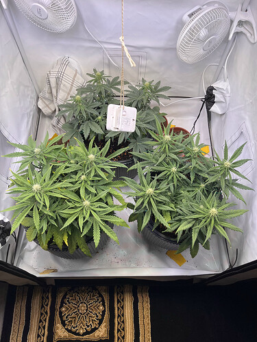 Growreport Bild 1