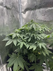 Growreport Bild 4