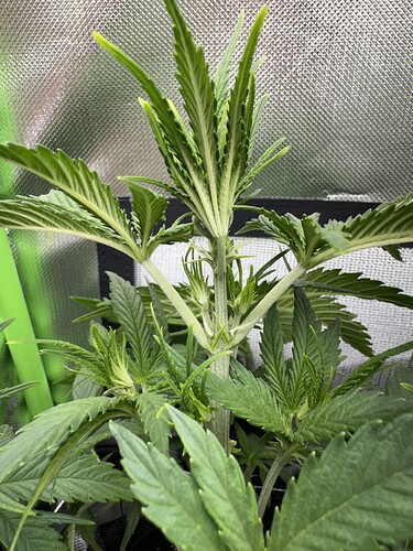 Growreport Bild 4