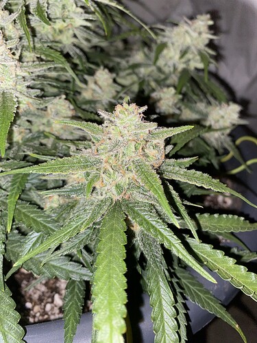Growreport Bild 22