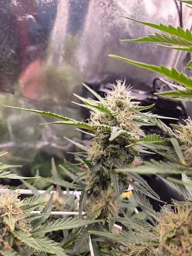 Growreport Bild 3