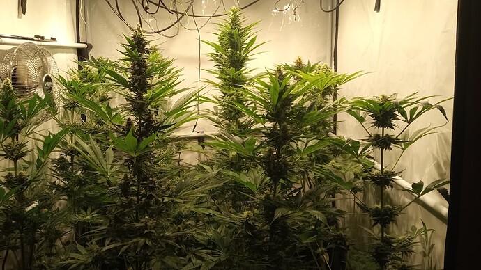 Growreport Bild 19