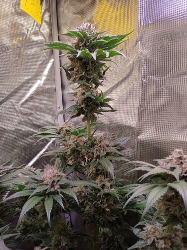 Growreport Bild 9