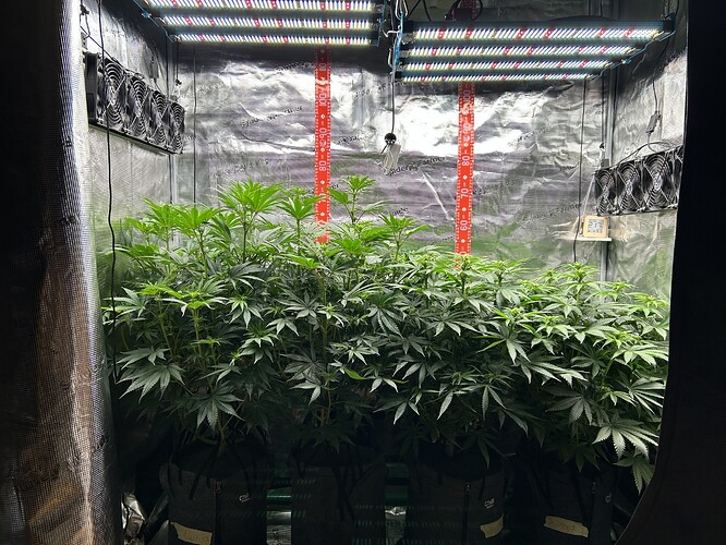Vier Cannabis-Pflanzen in einem Growzelt unter LED-Beleuchtung, mit Messskalen an der Rückwand.