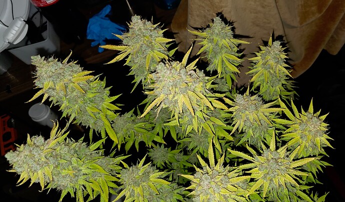 Growreport Bild 35