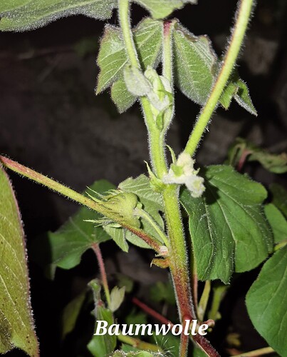 Growreport Bild 11