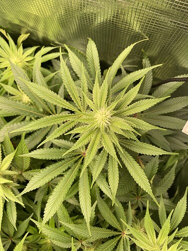 Nahaufnahme einer Cannabis-Pflanze im Wuchsstadium mit breiten, grünen Blättern und beginnenden Blütenansätzen.