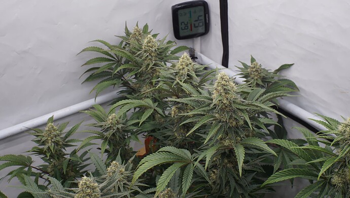 Growreport Bild 5