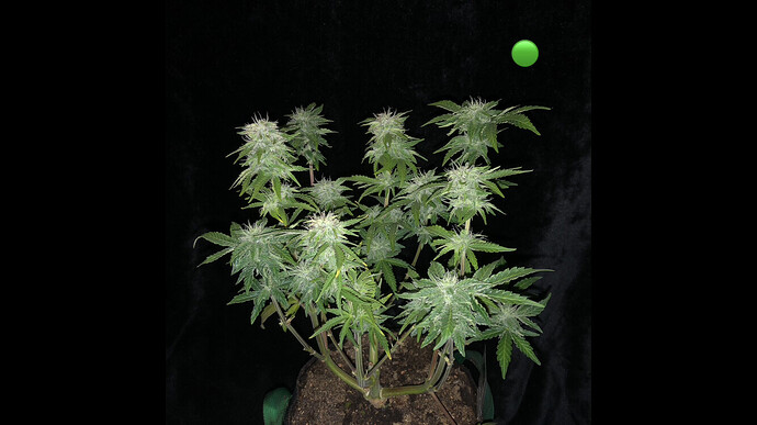 Growreport Bild 20
