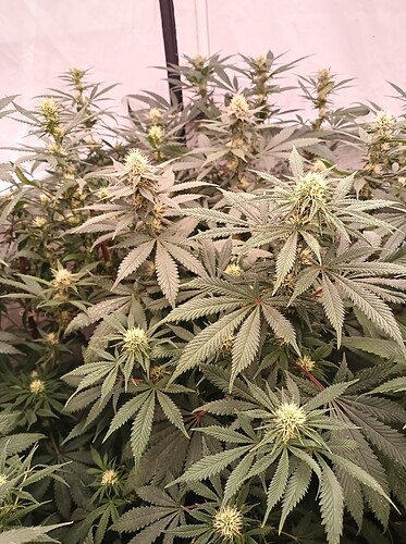 Growreport Bild 27