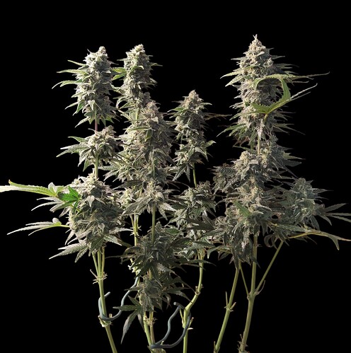 Growreport Bild 48