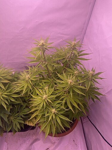 Growreport Bild 4