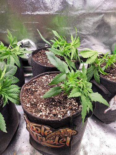 Growreport Bild 20