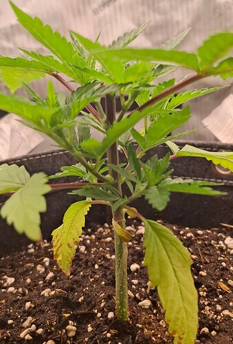 Growreport Bild 4