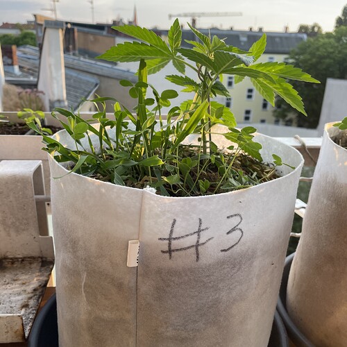 Growreport Bild 16