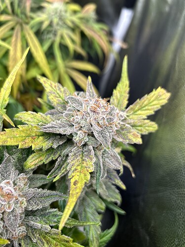 Growreport Bild 6