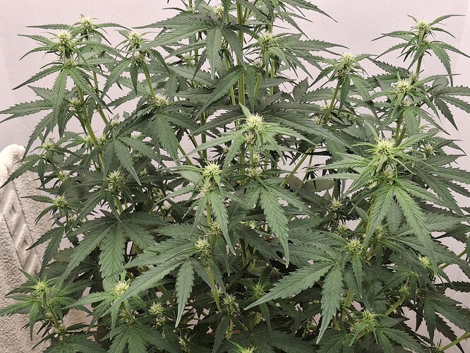 Growreport Bild 102