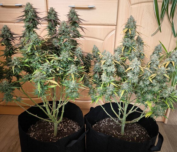 Growreport Bild 3