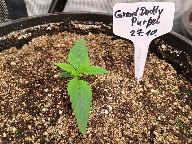 Growreport Bild 3