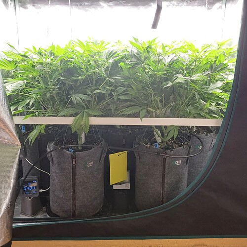 Growreport Bild 34