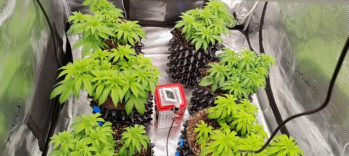 17340223998362533587464383711012