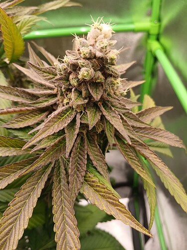 Growreport Bild 46