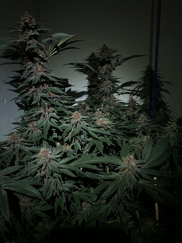 Growreport Bild 18
