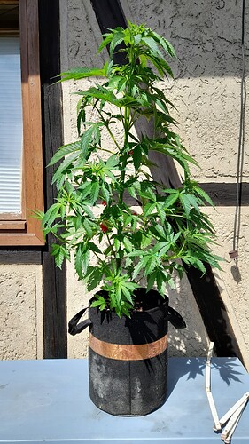 Growreport Bild 24