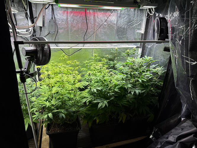 Growreport Bild 7