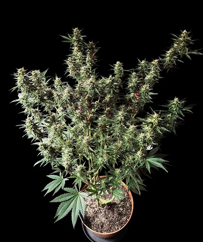 Growreport Bild 32