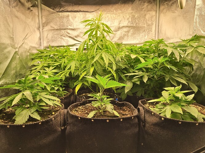 Mehrere junge Cannabispflanzen in Stofftöpfen wachsen in einem Growzelt unter einer Lampe. Die Pflanzen sind grün und zeigen Anzeichen von vegetativem Wachstum.
