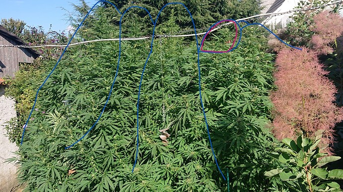 Growreport Bild 1