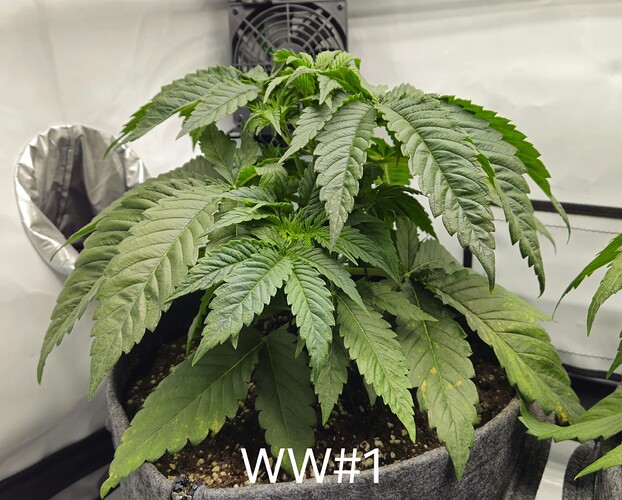 Growreport Bild 8