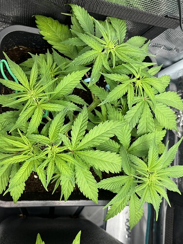 Growreport Bild 4
