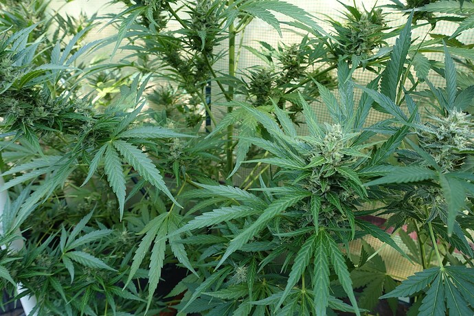 Growreport Bild 5