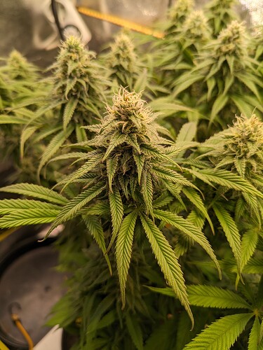 PXL_20240131_214825201