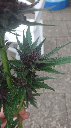 Growreport Bild 22