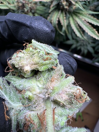 Growreport Bild 64